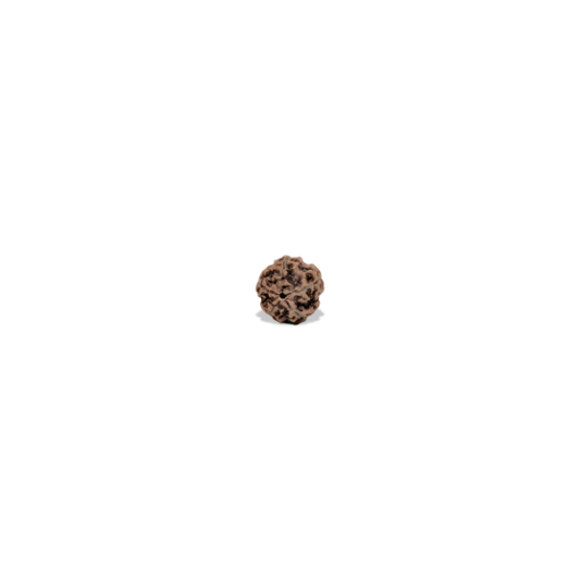 Panchmukhi Rudraksha